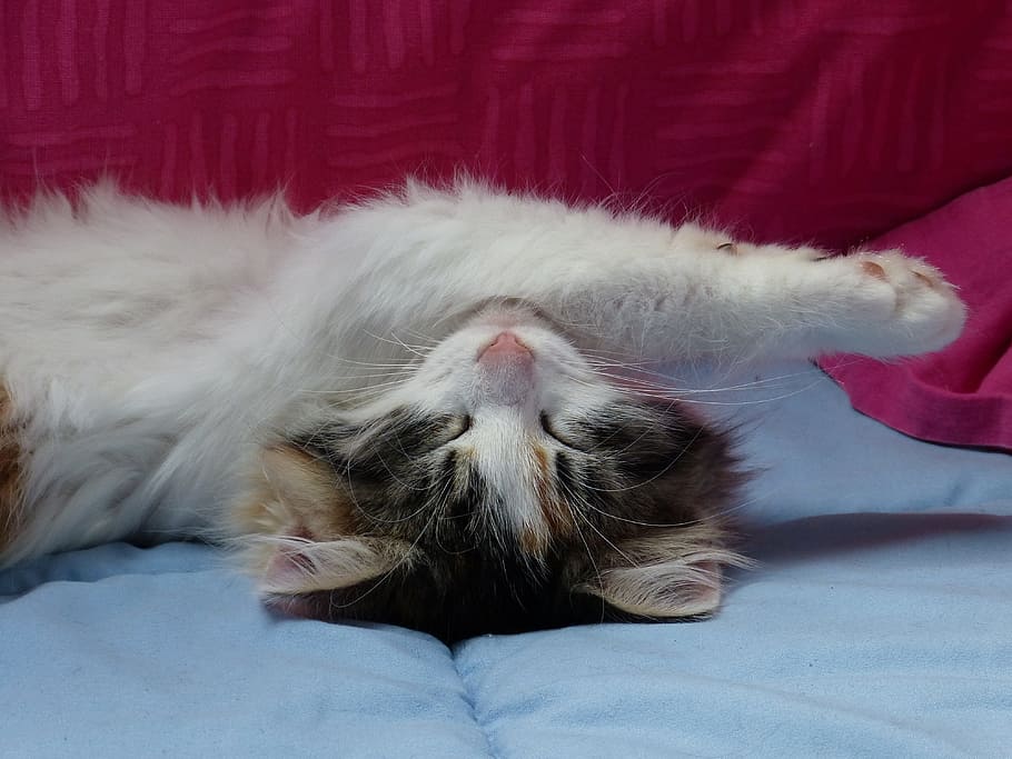 cat, sleep, cute, domestic, one animal, pets, mammal, domestic animals HD wallpaper