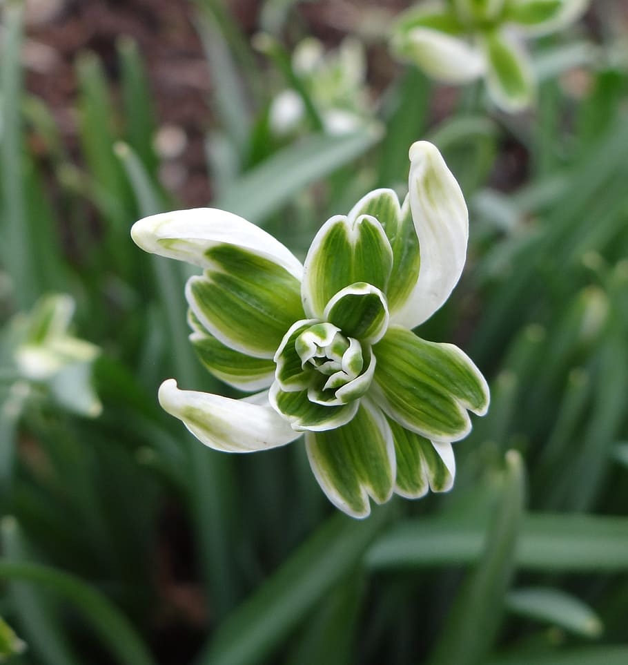 flora, flower, nature, leaf, garden, snowdrop, spring, plant HD wallpaper