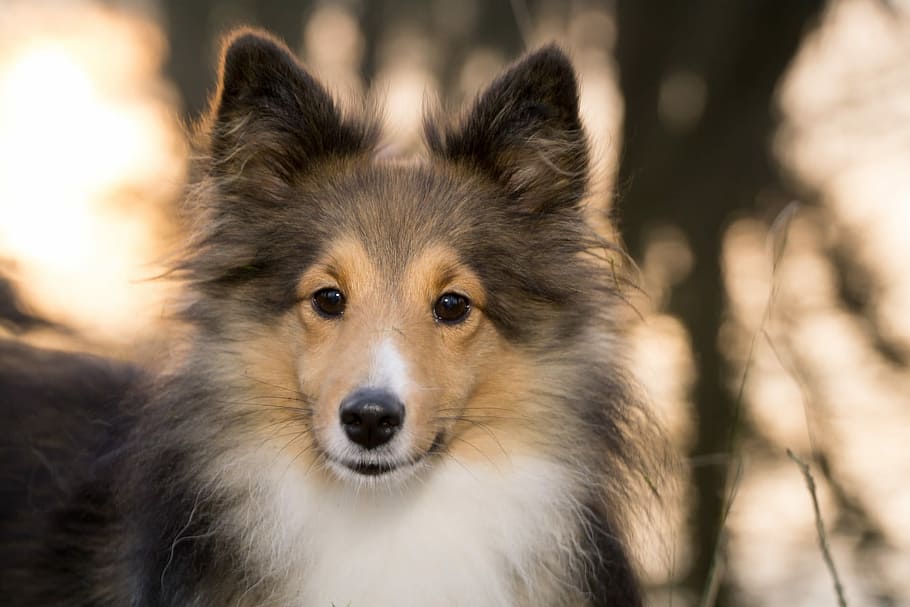 white and brown short coated dog, sheltie, bitch, close, sunset HD wallpaper