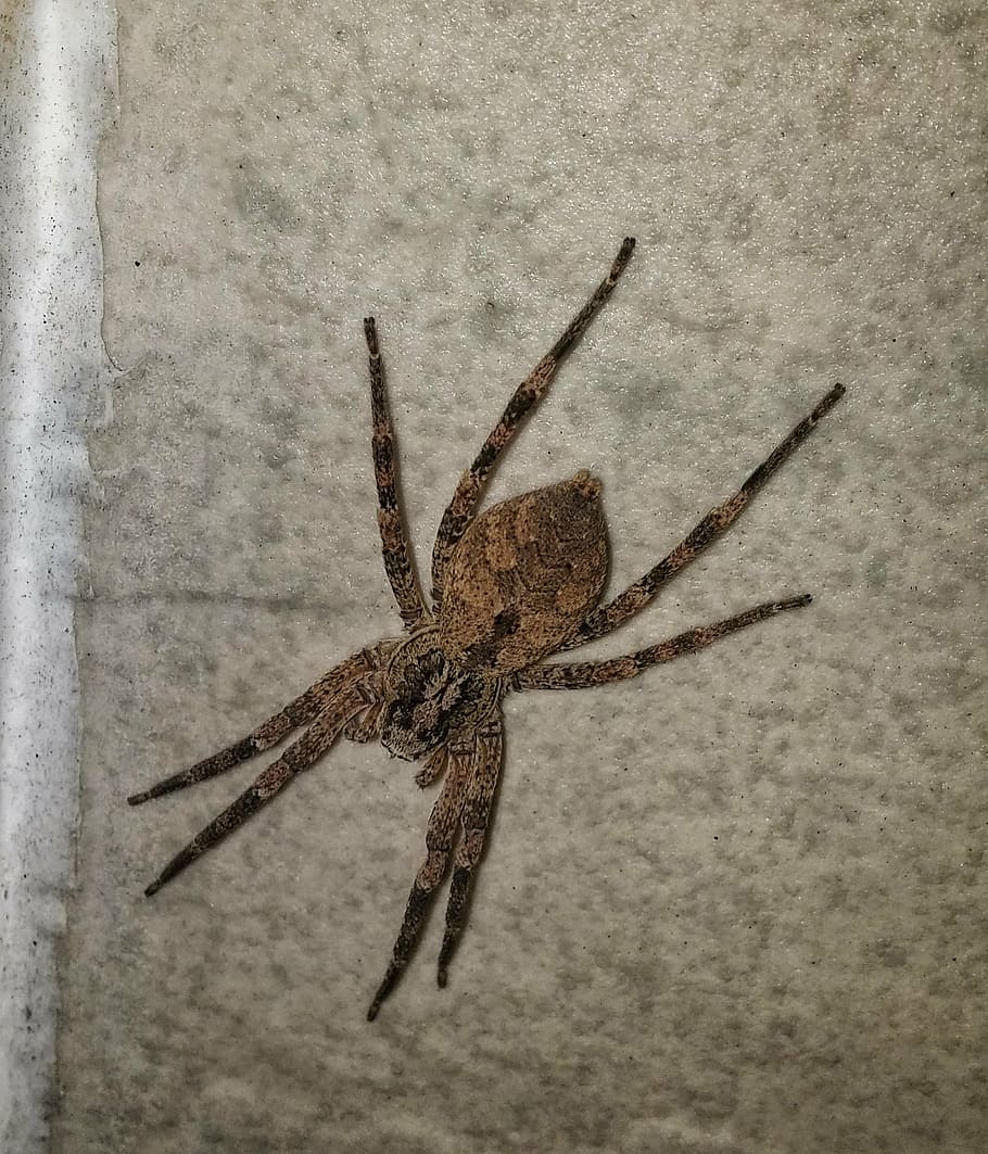 fishing spider, insect, predator, one animal, animal themes HD wallpaper