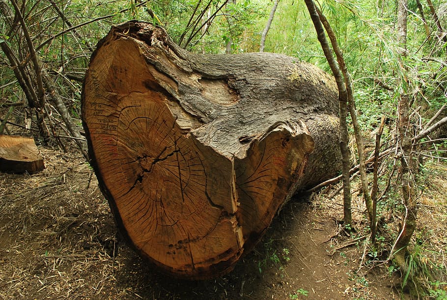 fallen tree trunk, court, texture, forest, plant, land, wood - material HD wallpaper