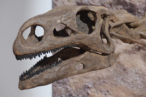 dinosaur, bone, skeleton, hagbard, giant lizard, museum, fossils HD wallpaper