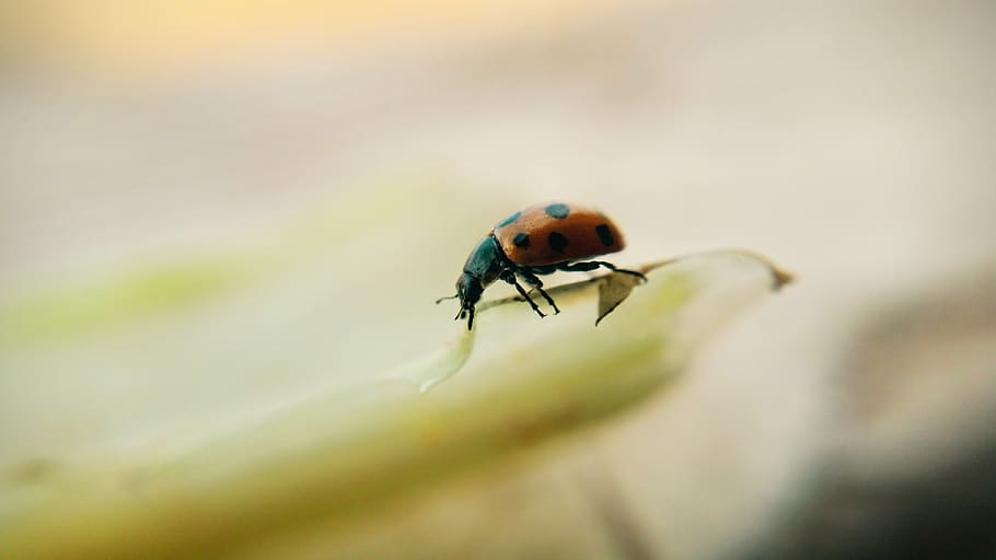 macro, insect, naturle, animal themes, invertebrate, animals in the wild HD wallpaper