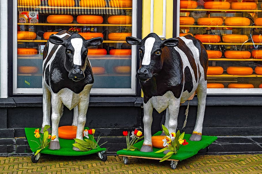 shop, store, cheese, gouda, plastic cow, food, product, netherlands, HD wallpaper