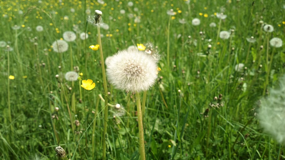 green, grass, greenery, flower, plant, flowering plant, freshness HD wallpaper