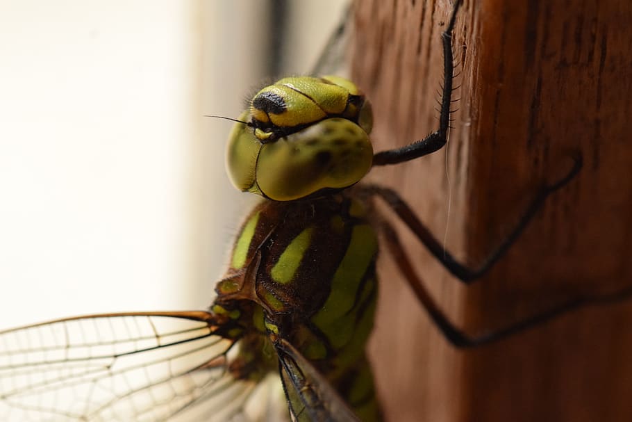 dragonfly, insect, macro, nature, animal wildlife, animal themes HD wallpaper