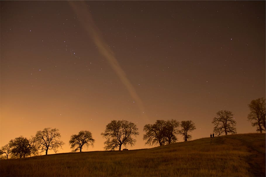 stars, sky, night, trees, grass, field, star - space, plant HD wallpaper