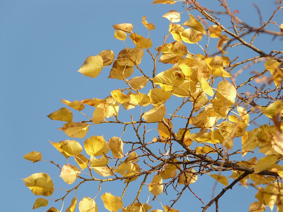 leaves, autumn, fall leaves, tree, coloring, golden, sky, branch HD wallpaper