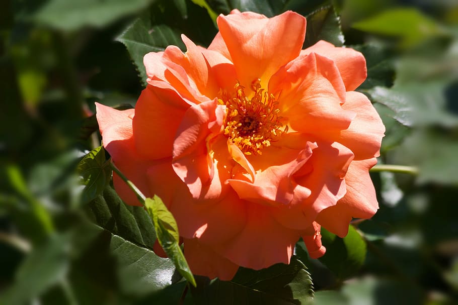 rose, composites, flowers, summer, nature, plant, green, pastellfarben HD wallpaper