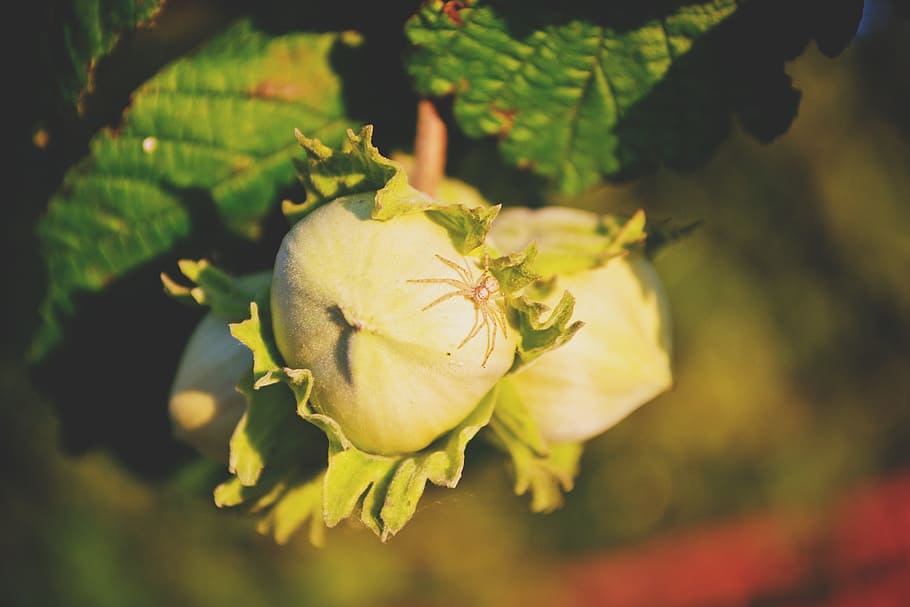 nature, filbert, hazelnut, hazelnuts, masuria, spider, summer HD wallpaper