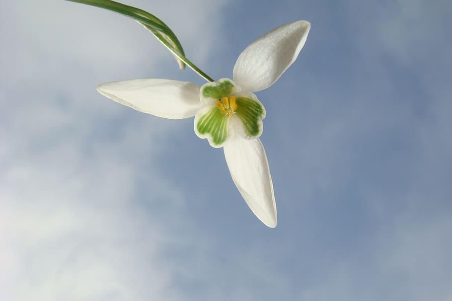 white snowdrop flower low-angle photography, flowers, spring HD wallpaper