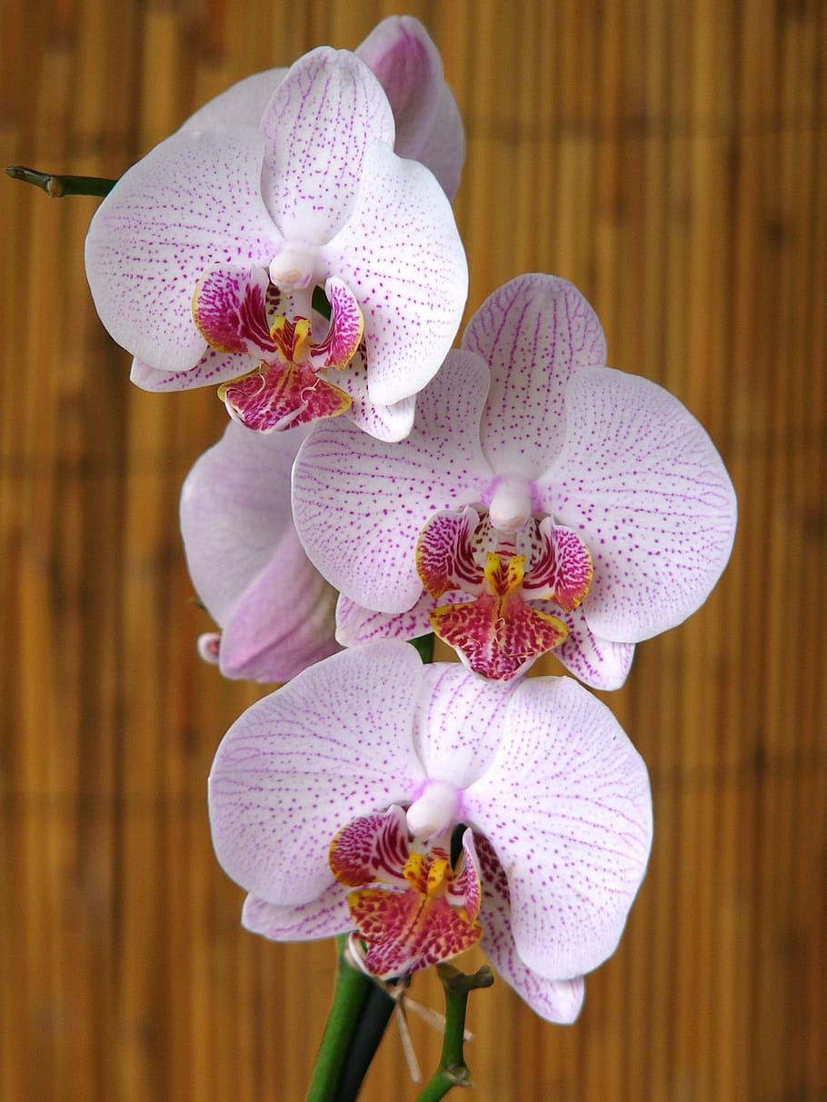 orchids, flower, rod, three, nature, brightly colored, petals HD wallpaper