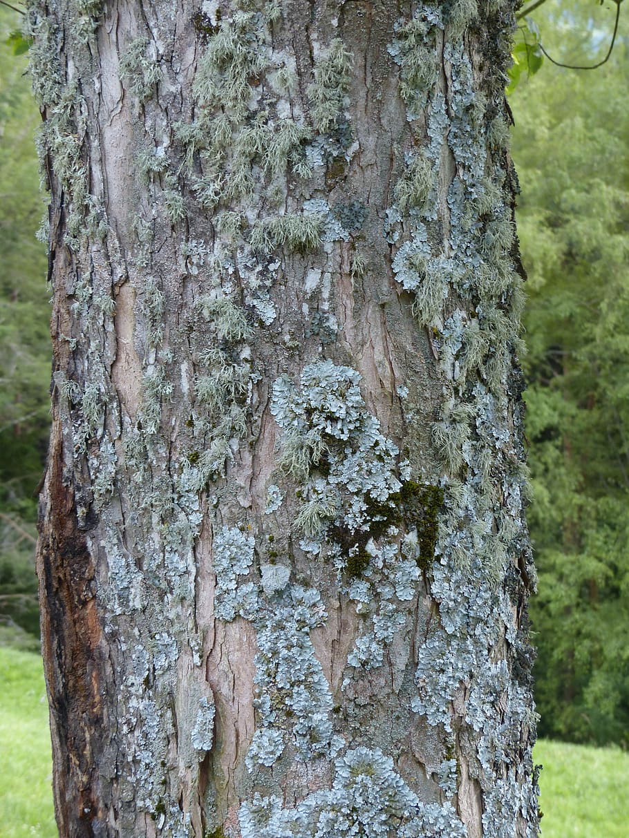 Lichen, Leaf, Braid, leaf braid, blue grey, parmelia sulcata, HD wallpaper
