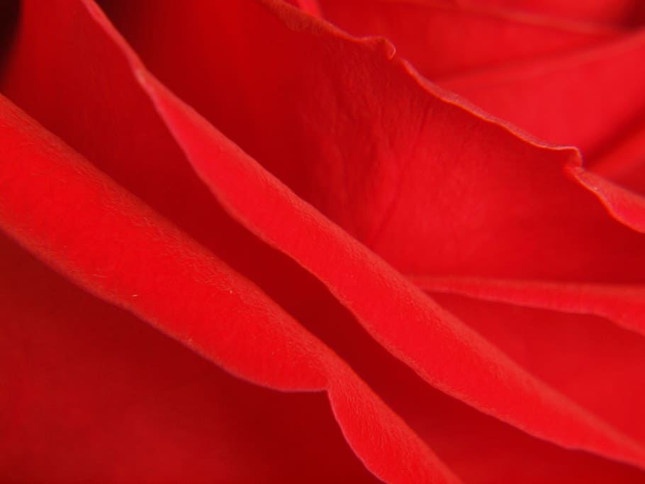 rose, red, flower, backgrounds, full frame, abstract, textile HD wallpaper