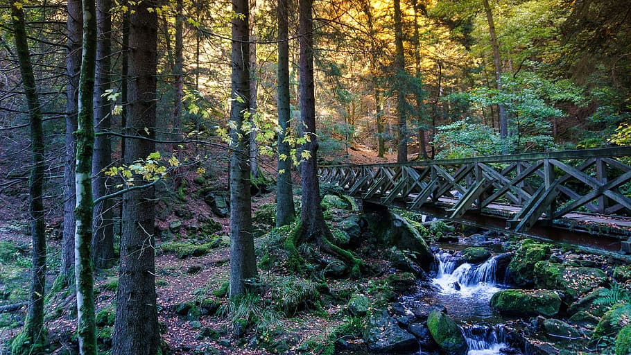 forest, gorge, web, nature, rock, landscape, dangerous, bridge HD wallpaper