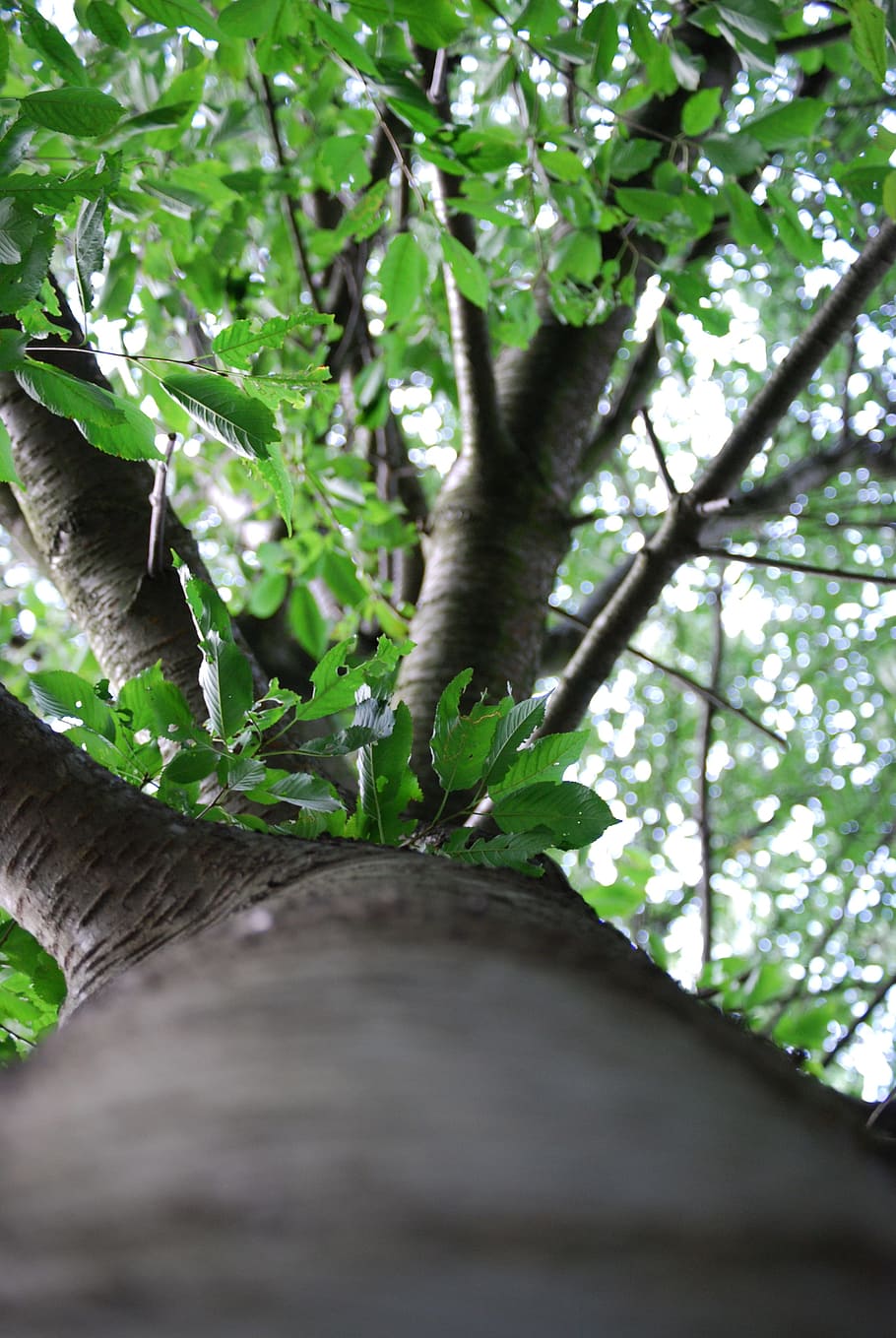 tree, log, leaves, nature, sky, plant, growth, green color HD wallpaper