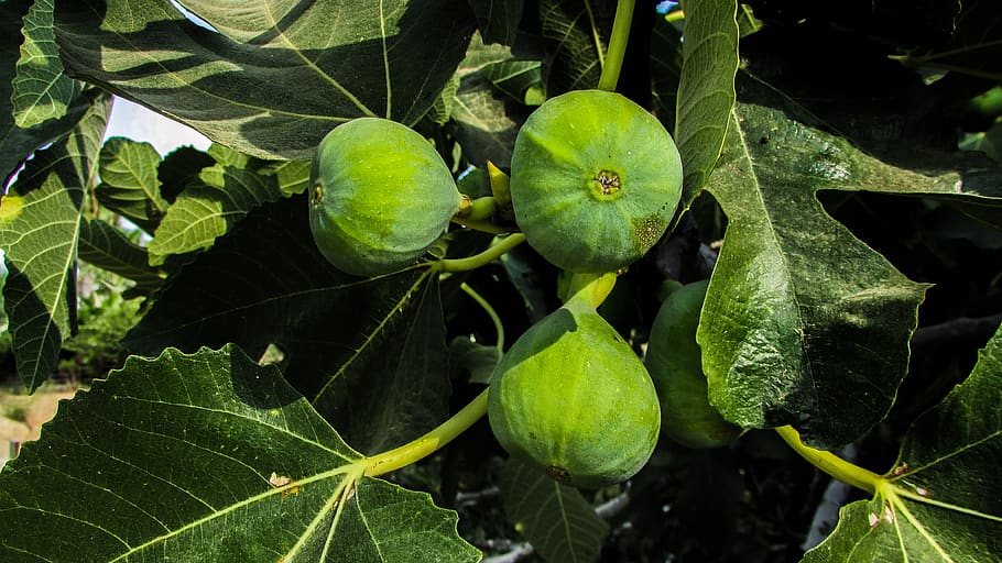 fig, fig tree, fruit, leaves, nature, summer, cyprus, leaf HD wallpaper