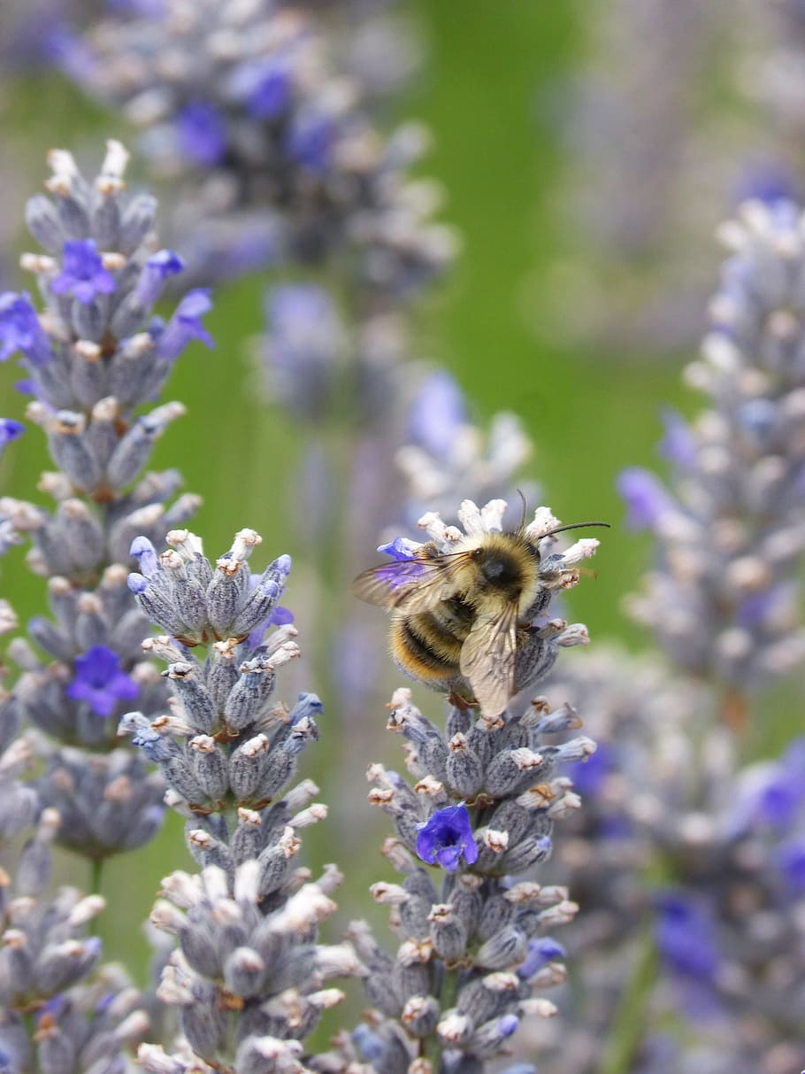 drone, libar, wild flower, lavender, flowering plant, fragility HD wallpaper