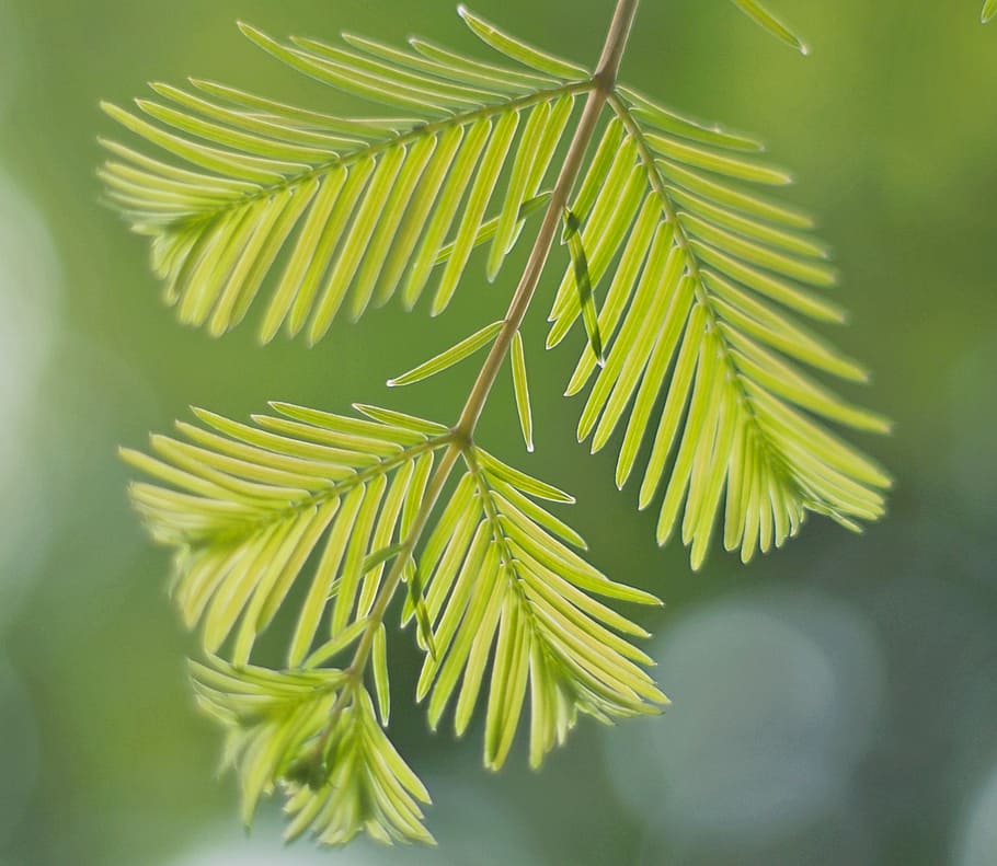 leaves, nature, leaf, green color, plant, plant part, tree HD wallpaper