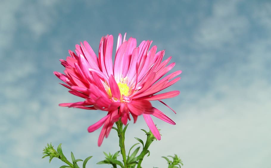 flower, sky, nature, flowering plant, freshness, beauty in nature HD wallpaper
