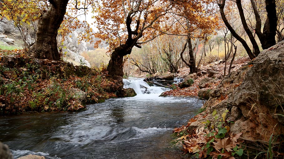 River Inside Forest Near Brown Leaf Trees, cascade, creek, environment HD wallpaper