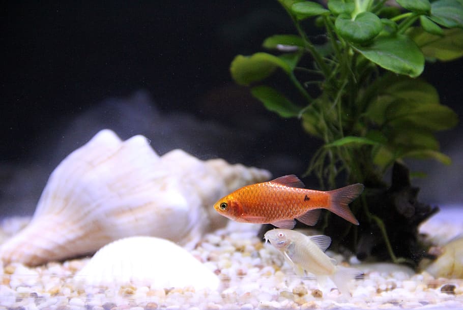 fish, parade, underwater, tropical fish, screw, life, water ficus HD wallpaper