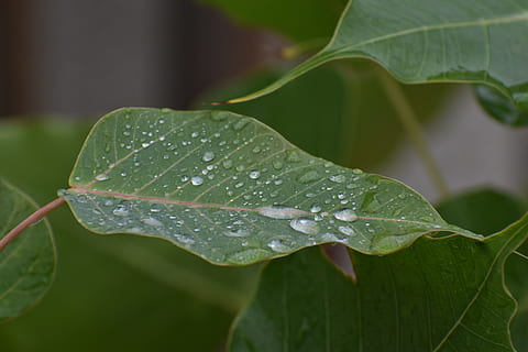 pipal leaf, rain drops, bodhi leaf, plant part, water, green color HD wallpaper