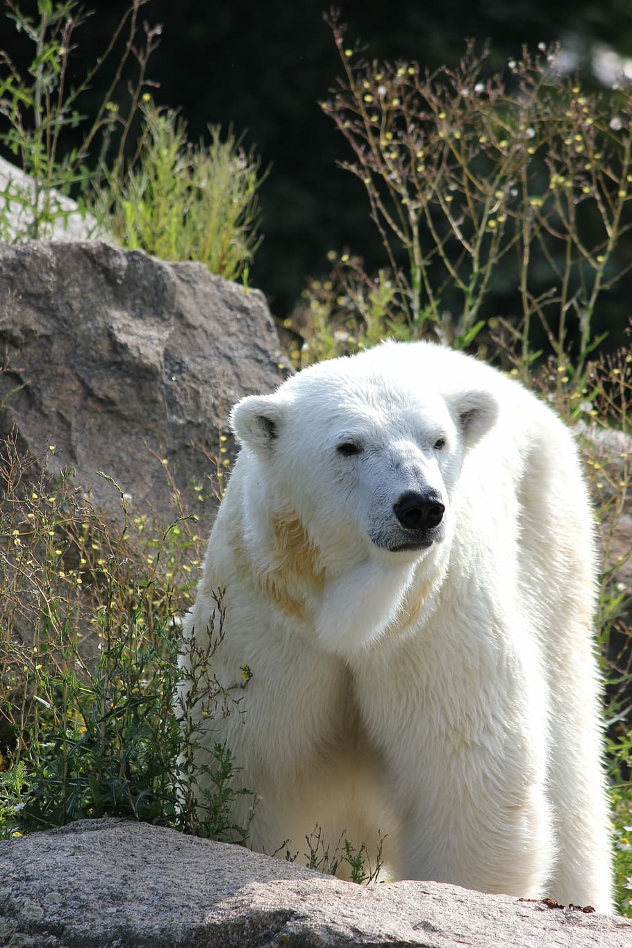 Climate Change, Polar Bear, zoological garden, white fur, one animal, HD wallpaper