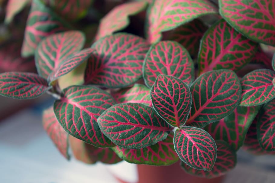 Fittonia, Indoor Plant, variegated foliage, plant-nerve, mottled, HD wallpaper