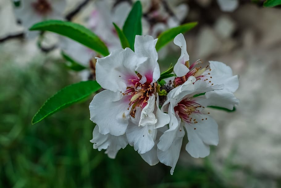 cherry, flower, flora, nature, leaf, tree, blooming, petal HD wallpaper