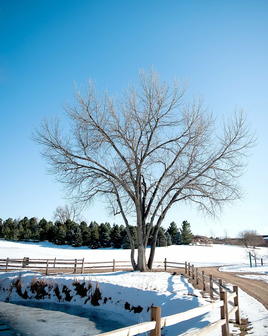 winter time, white, tree, fence, snow, ice, sky, clear sky HD wallpaper