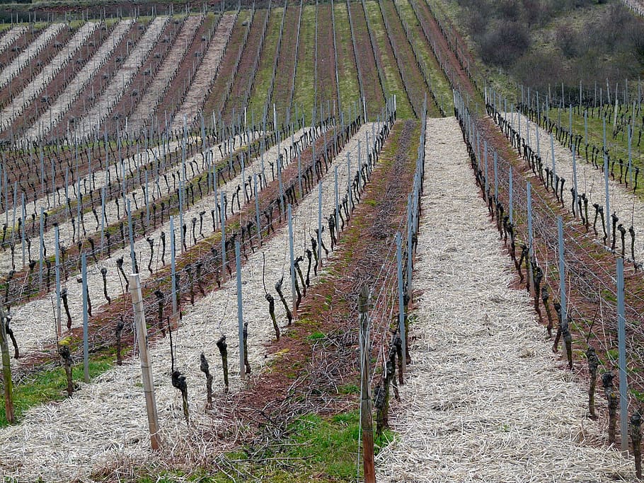 vineyard, vineyard in winter, structure, vines, wine, nature HD wallpaper