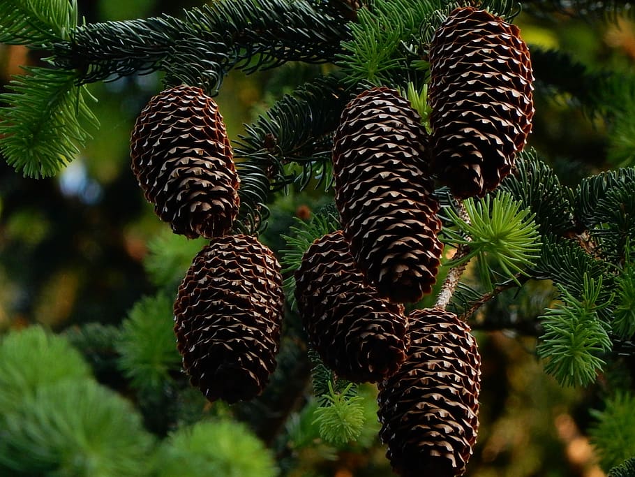 Cone, Fir, Tree, Forest, Wood, Mountain, no people, nature HD wallpaper