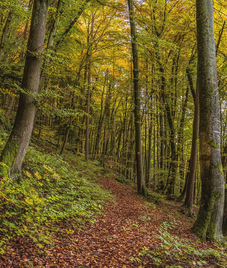 trail, forest, trees, autumn, nature, beautiful, idyll, idyllic HD wallpaper