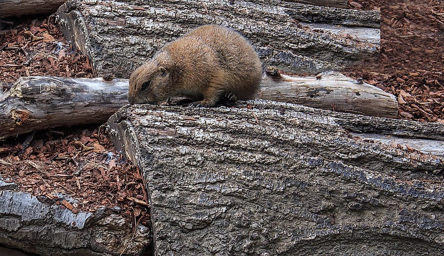 Black-Tailed Prairie Dog, cynomys ludovicianus, croissant, mammal, HD wallpaper