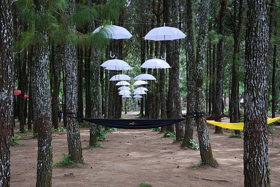 umbrella-forest-rumah-kayu-sragi.jpg