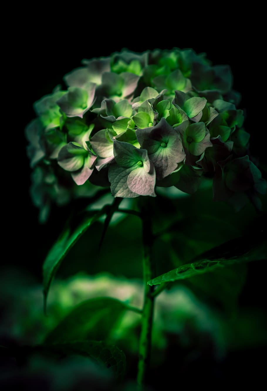 selective focus photography of green leafed plant, green leaf petaled flowers closeup photography HD wallpaper