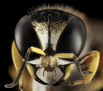 macro photography of yellow hornet mimic hover fly, wasp, head HD wallpaper