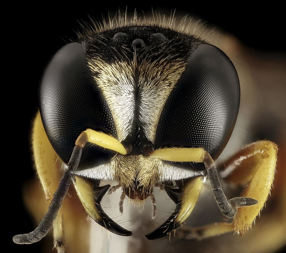 macro photography of yellow hornet mimic hover fly, wasp, head HD wallpaper