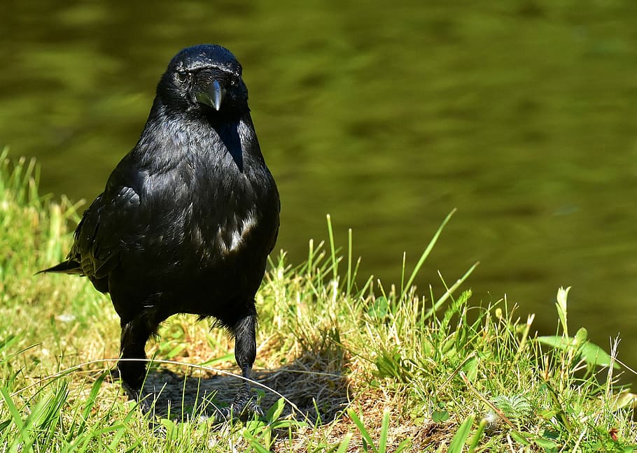 black bird on green grassland during daytime, crow, raven, nature HD wallpaper