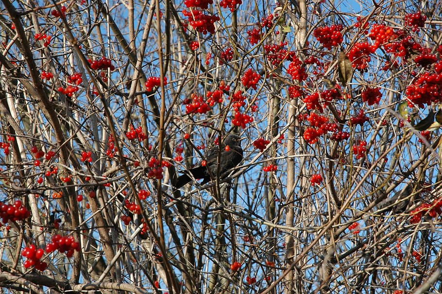 bird, blackbird, tree, rowanberries, songbird, nature, red HD wallpaper