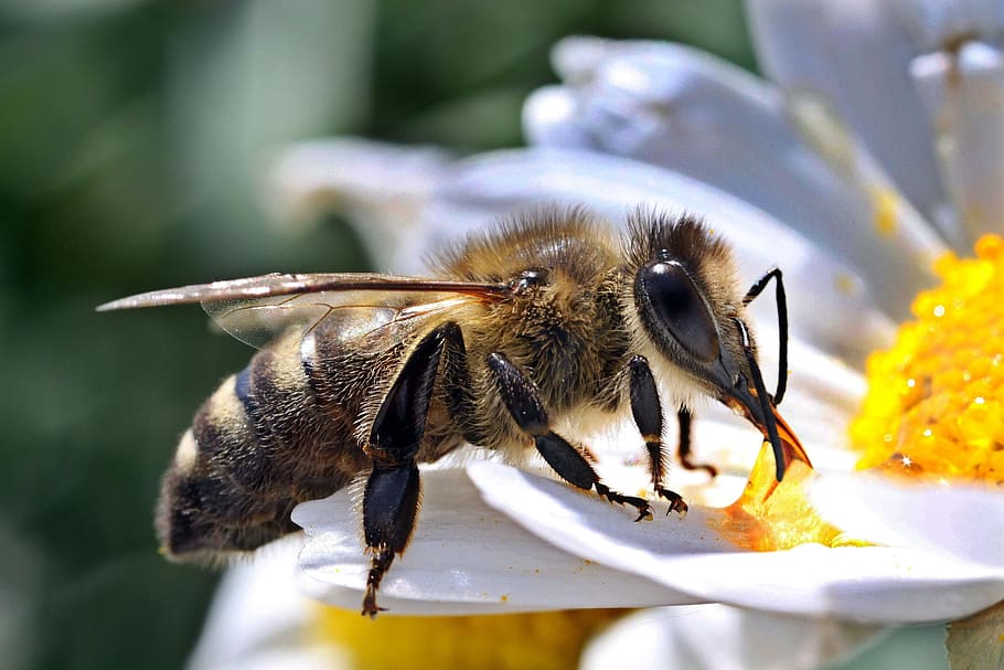 close up photo of honey bee, Macro, Insect, animal themes, one animal HD wallpaper