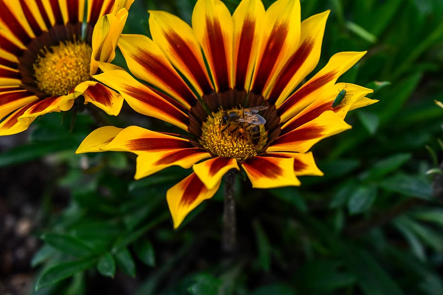 flower, beautiful flower, flowering plant, petal, fragility HD wallpaper