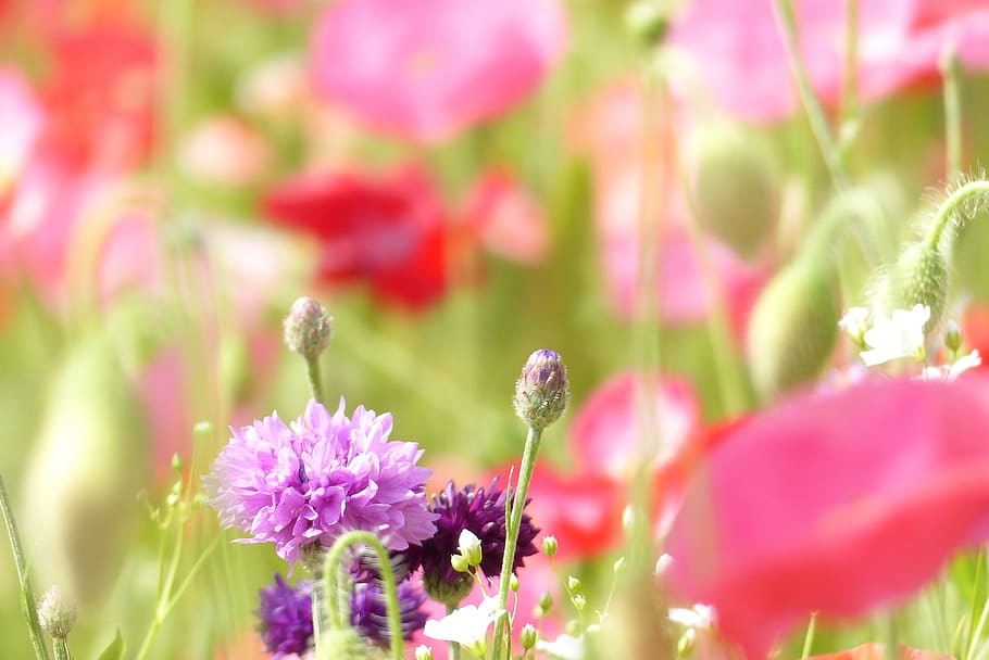 HD wallpaper: shallow focus photo of flowers, cornflower, purple, in ...