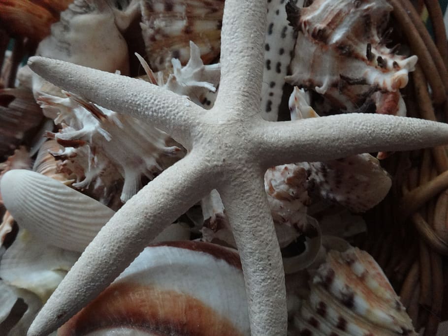 starfish, star shell, seashells, marine, tropical, design, sand HD wallpaper