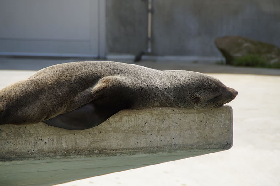 robbe, sleep, nap, rest, relax, lazy, relaxed, zoo, animal HD wallpaper