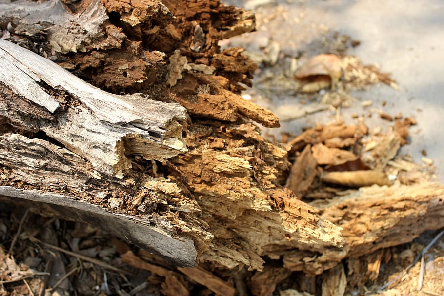 the trunk, broken, dried, nature, wood - Material, tree, brown HD wallpaper