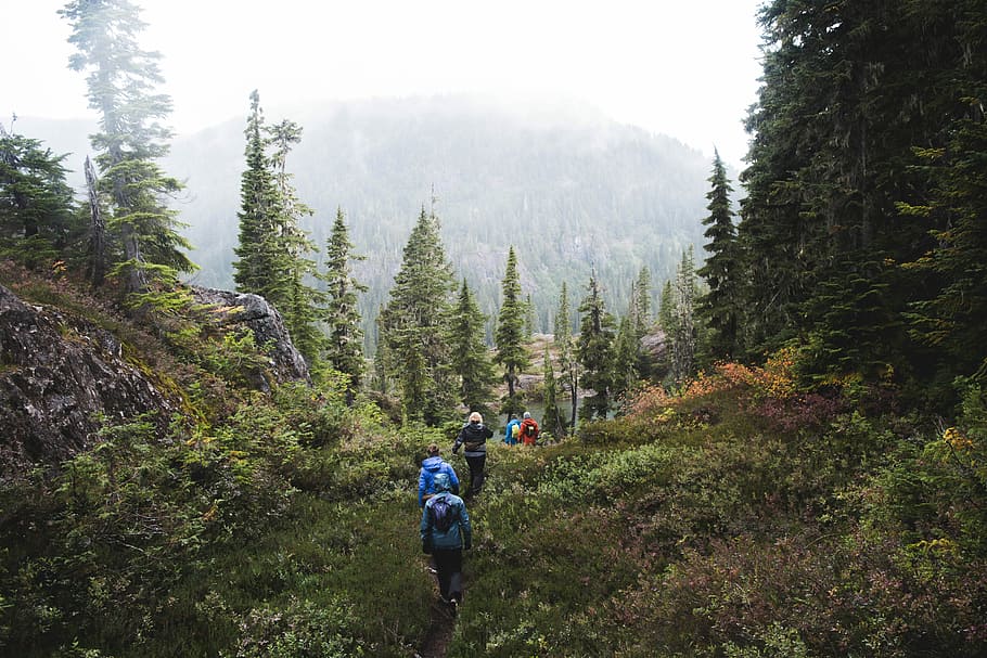 people walking between green trees during daytime, group of person walking on mountain during daytime, HD wallpaper