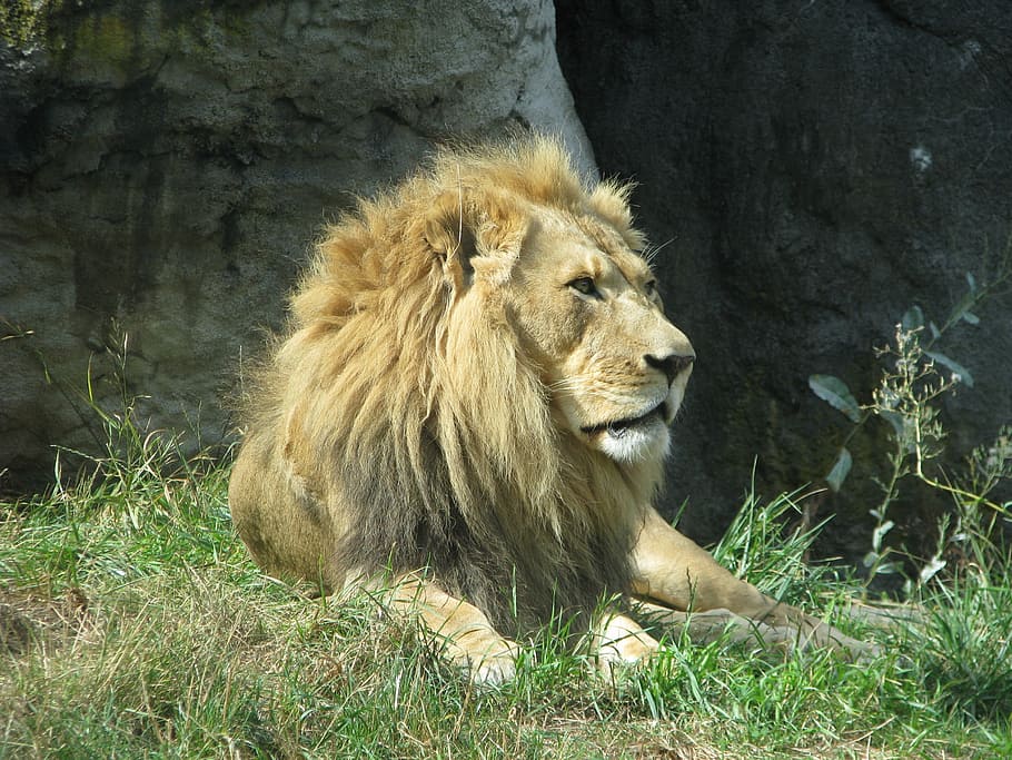 lion reclining on grass field, Lion, King, Mane, Wild, Safari HD wallpaper