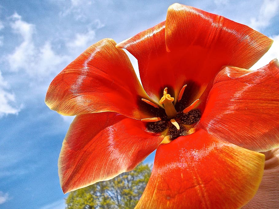 Tulip, Red, Cloud, Sky Blue, pistils, flower, no people, cloud - sky HD wallpaper